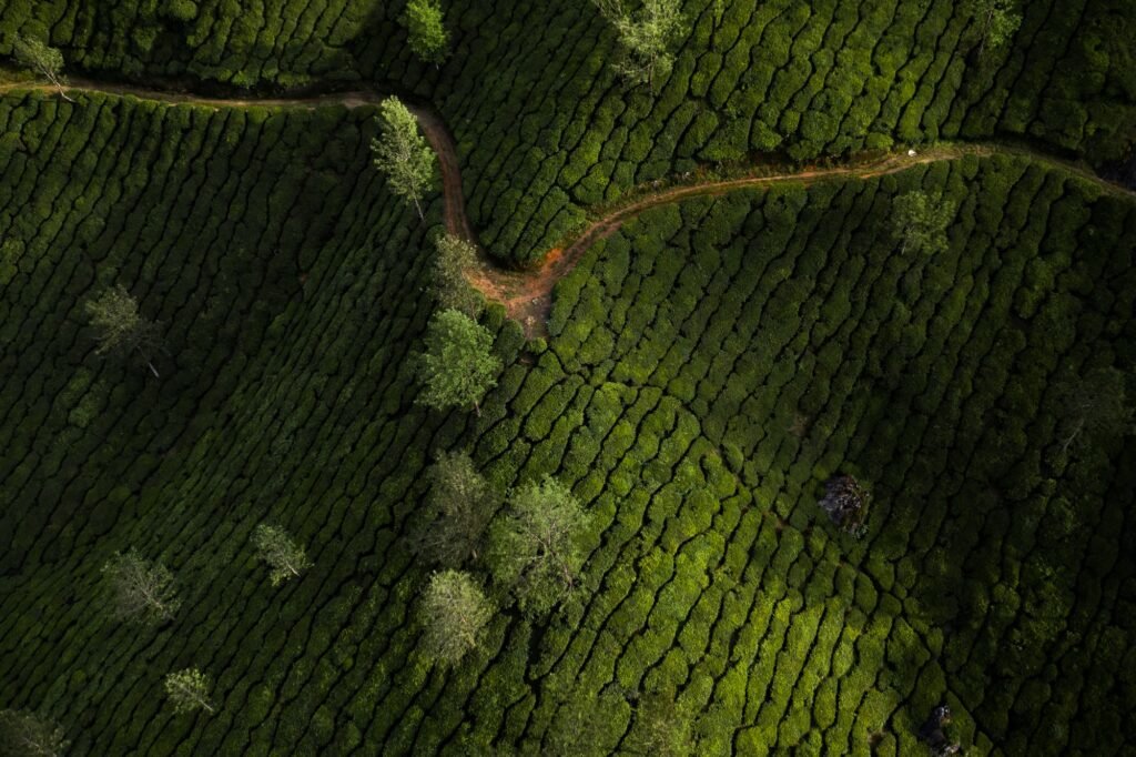 Beautiful tea plantation landscape in the morning.