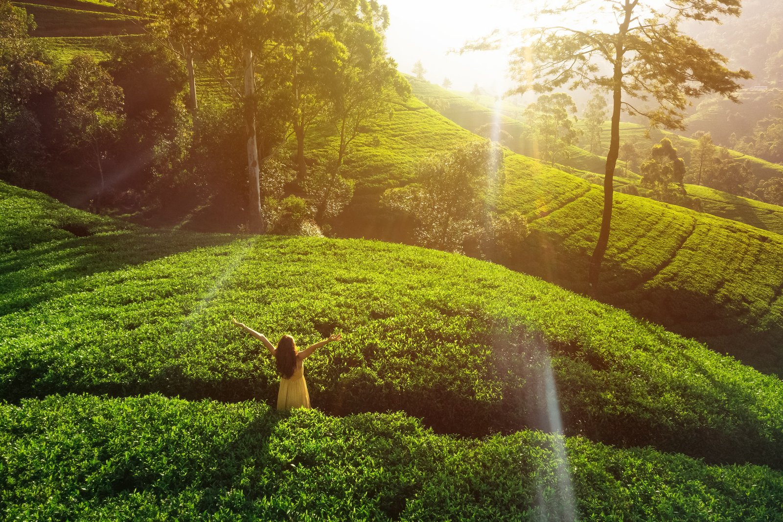 Captivating Aerial Perspective of a Serene Hilltop Retreat in Nuwara Eliya, Sri Lanka