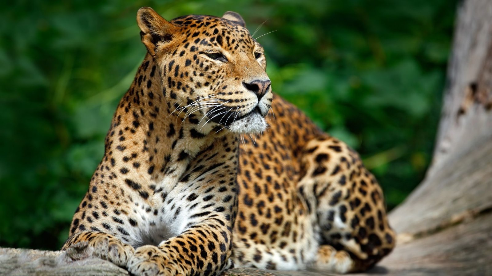 leapard-yala-sri-lanka