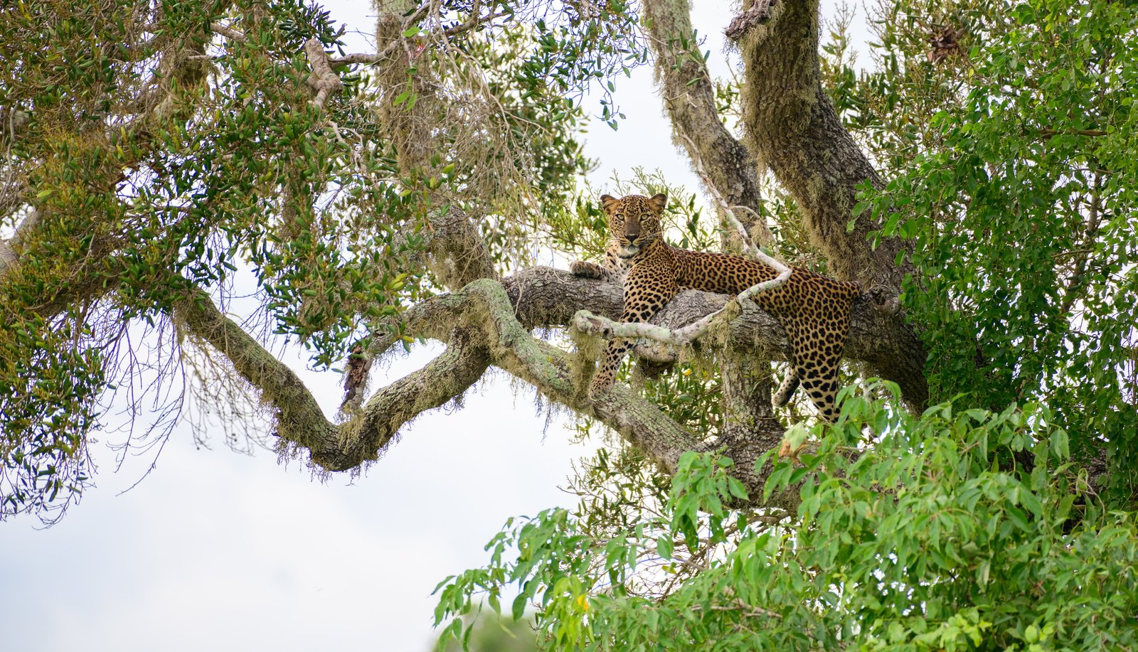 Sri Lankan leopard resting on the tree at Yala national park.