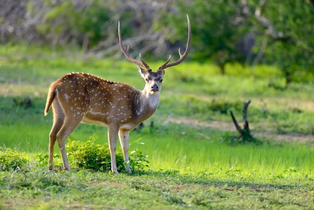 Wild Spotted deer