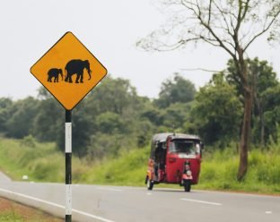 Sign “watch out on crossing elephants” on the Sri Lankan road.
